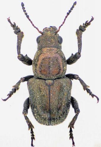 Réf. 216 257 : Macrocoma henoni occidentalis